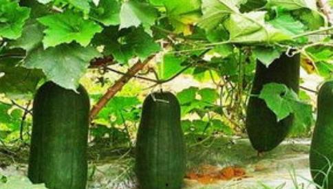 三叶草吃瓜说娱乐,娱乐圈幕后趣闻大揭秘 第2张 三叶草吃瓜说娱乐,娱乐圈幕后趣闻大揭秘 第2张