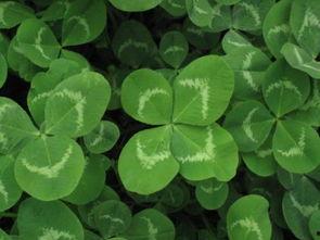 三叶草吃瓜说娱乐,娱乐圈幕后趣闻大揭秘 第3张 三叶草吃瓜说娱乐,娱乐圈幕后趣闻大揭秘 第3张